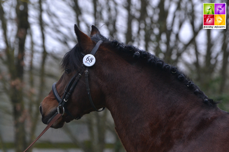 Italic des Landes a pris part à 5 championnats d'Europe en Dressage - ph. Poney As
