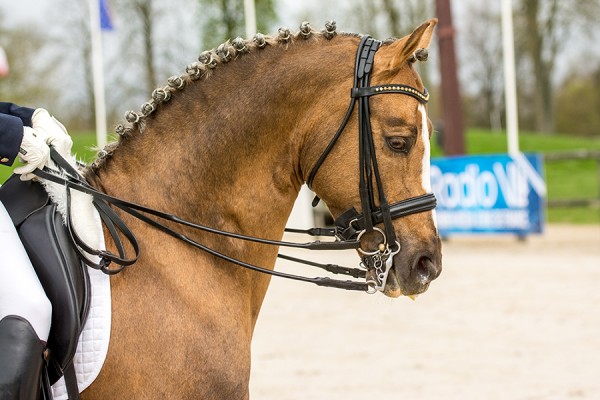 étalon dressage