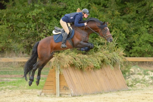 Poney as étalon sport 2018