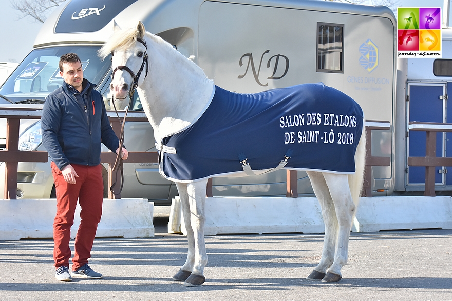 Poney as étalon sport 2018