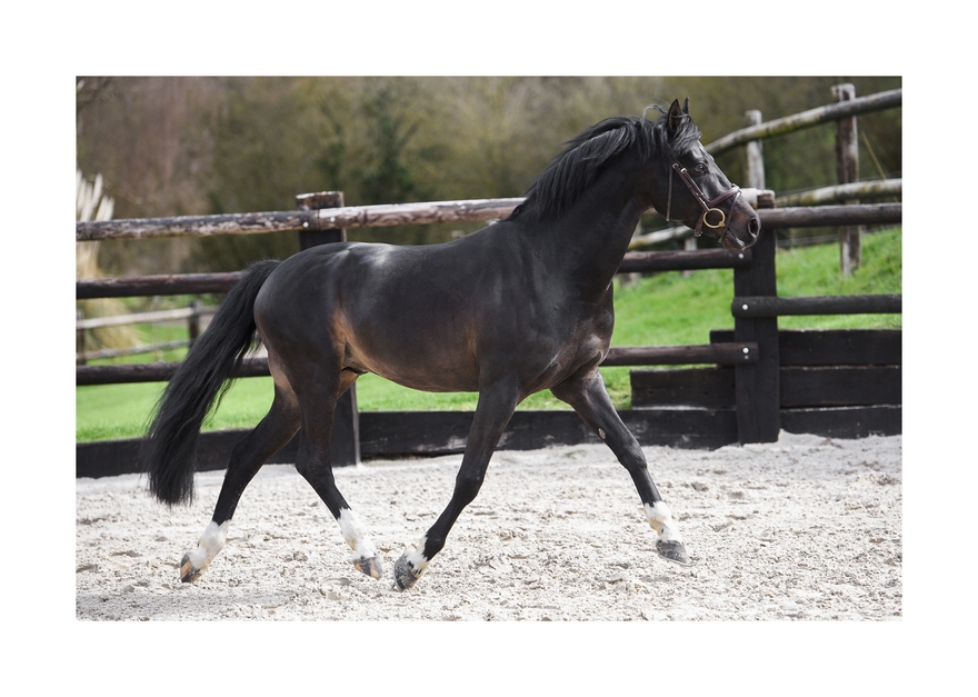 Poney as étalon sport 2018