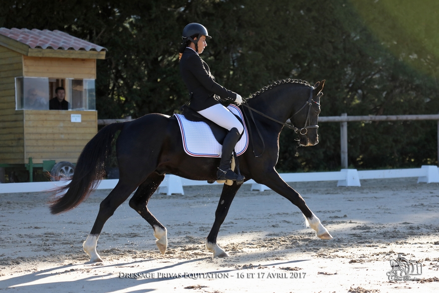 Etalon Poney Sport As 2018
