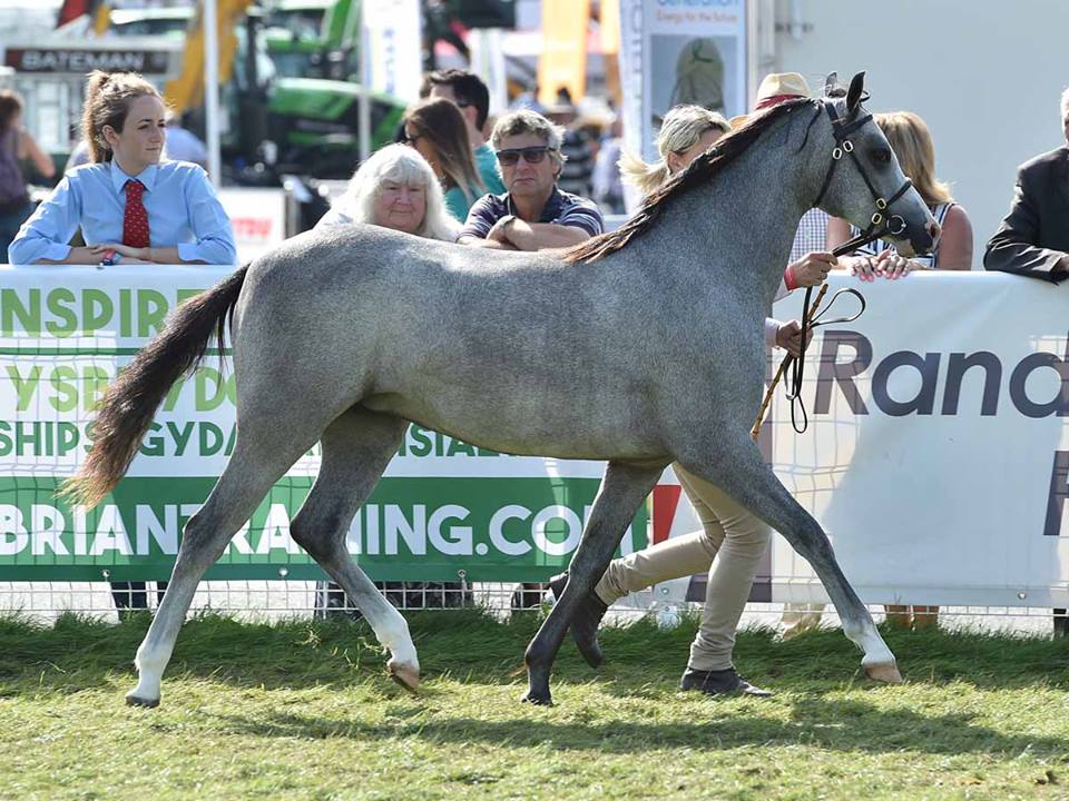 RWS 2018 welsh pony