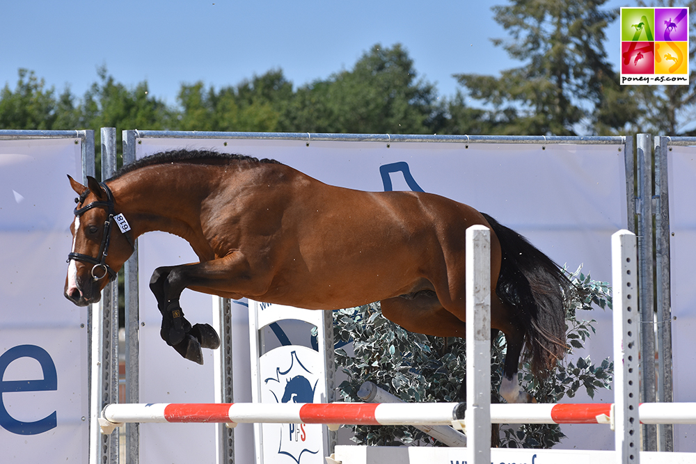 Fox Trott de l'Aumoy - ph. Poney As