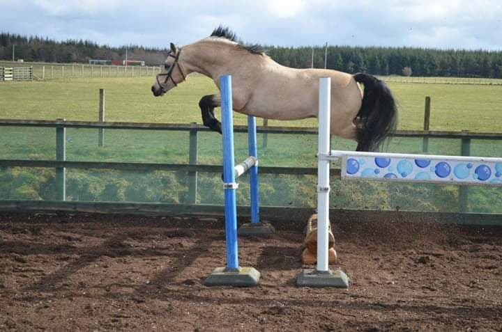 Cahanagh’s Golden Boy - ph. coll. privée