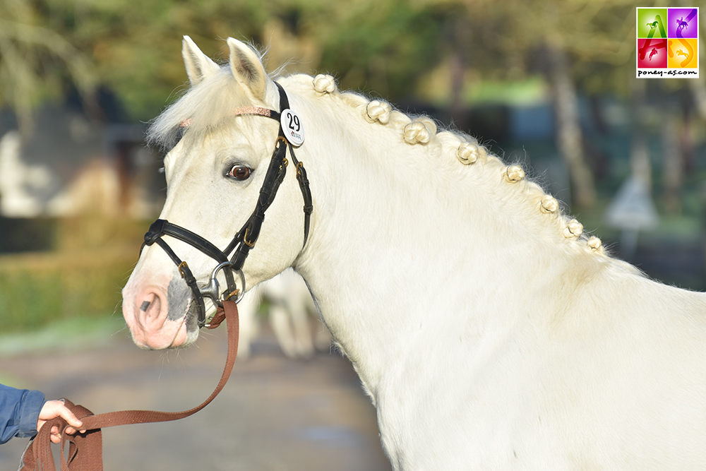 Ivoire de Civry - ph. Poney As