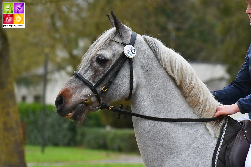 Oliver des Blanpins - ph. Poney As