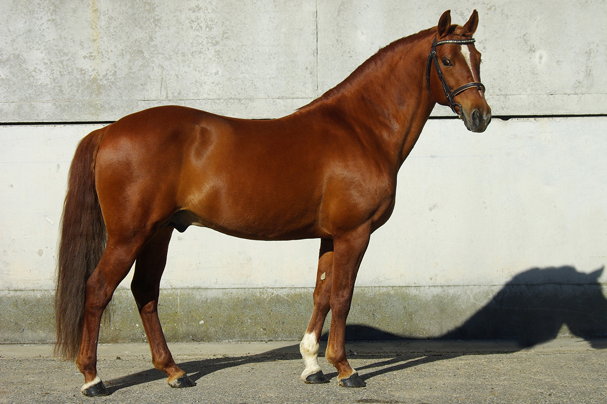 Quoutsou - ph. Haras de Cazals