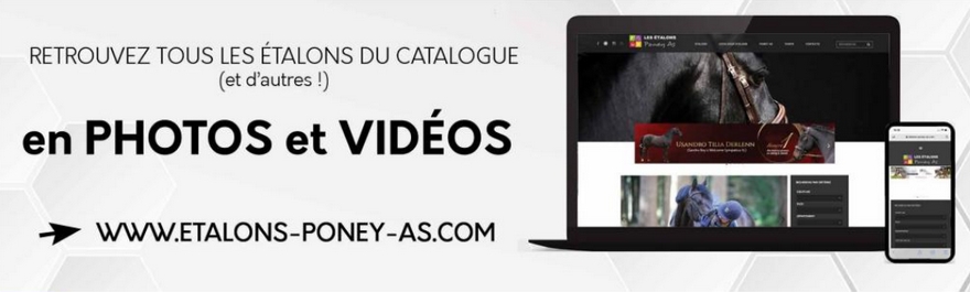 https://www.etalons-poney-as.com : la plate-forme web dédiée aux étalons