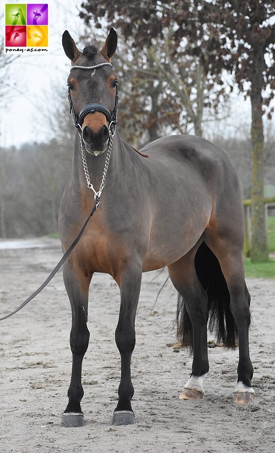 Jumbo des Etoiles au salon des étalons de Saint-Lô en février dernier - ph. Poney As