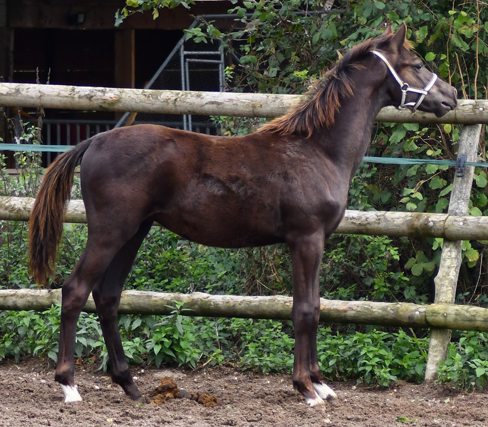 Poneys à vendre / à louer / à confier – Poney As