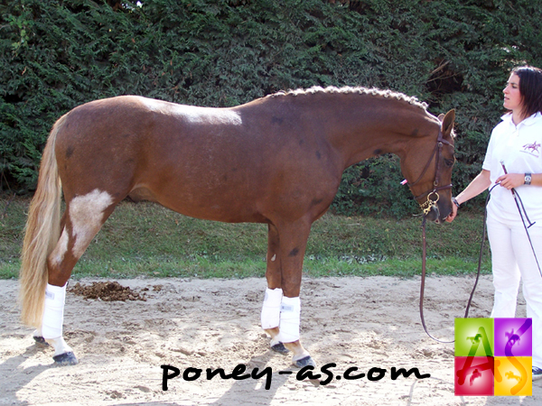 Tolkien der Lenn (Pfs, Zodiak), champion des 3 ans au Sologn'Pony récolte l'argent à Saumur, photo Pauline Bernuchon Tolkien der Lenn (Pfs, Zodiak), champion des 3 ans au Sologn'Pony récolte l'argent à Saumur, photo Pauline Bernuchon