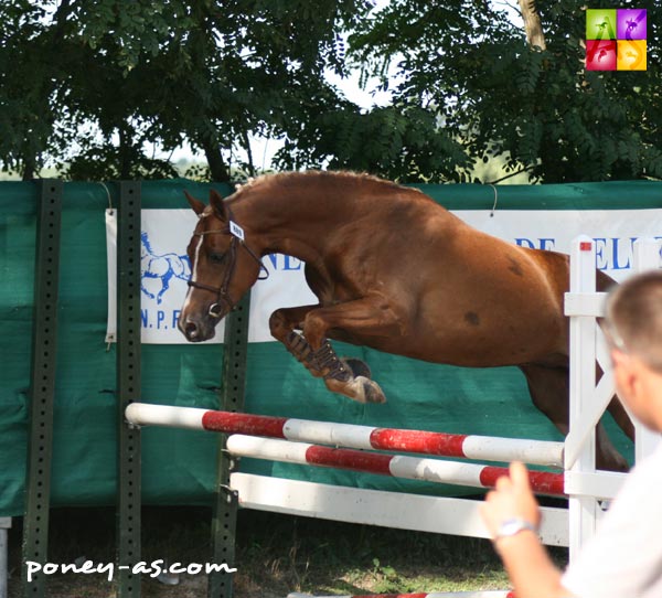 Formation des poneys de 2 & 3 ans pour saut en liberté - ph. Anaïs Barbier