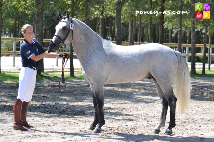 Uth Mythique (Pfs, par Dexter Leam Pondi, Co et Harmonie des Lilas, Nf par Maytree Sultan), vainqueur de la classe des mâles de 3 ans - ph. Pauline Bernuchon Uth Mythique (Pfs, par Dexter Leam Pondi, Co et Harmonie des Lilas, Nf par Maytree Sultan), vainqueur de la classe des mâles de 3 ans - ph. Pauline Bernuchon