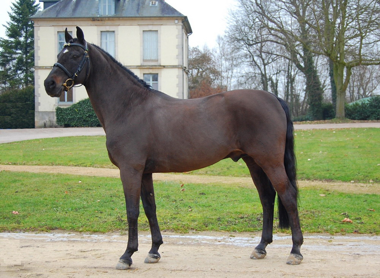 Welcome Sympatico, déjà père de 3 poneys ayant concouru jusqu'aux championnats d'Europe, dont la célèbre Politica de Florys, vice-championne de France des As Excellence en titre à 8 ans. (photo libre de droit) Welcome Sympatico, déjà père de 3 poneys ayant concouru jusqu'aux championnats d'Europe, dont la célèbre Politica de Florys, vice-championne de France des As Excellence en titre à 8 ans. (photo libre de droit)
