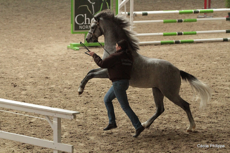 Adagio de l'Aurore (Welsh pony, né en 2010, par Heniarth Wood Wind et Etincelle Ravignan par Kirby Cane Statecraft) - ph. Cécile Philippe