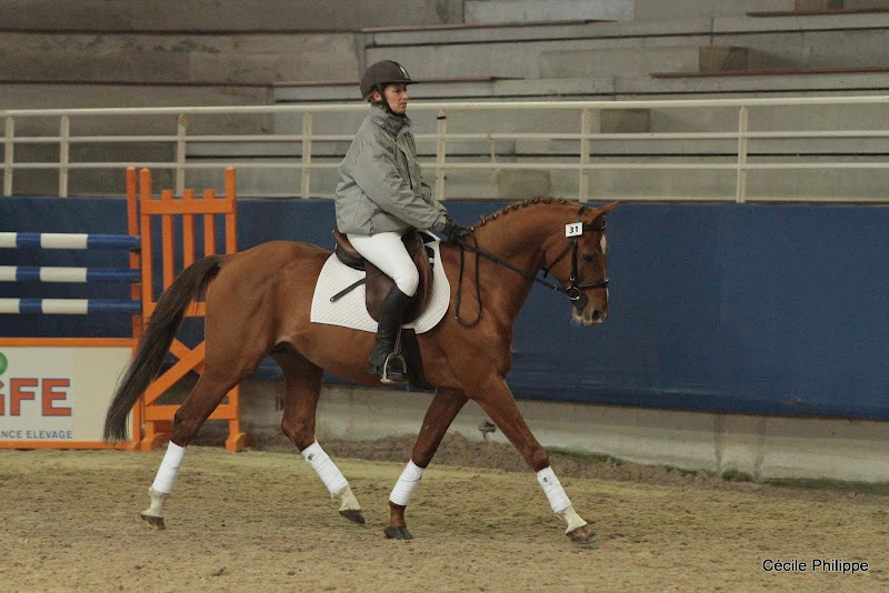 Aron N SL (Drp, né en 1990, par Aldan et Bettina, Oep par Lombard, Drp) : 4 participations aux championnats d'Europe de CSO dont une 8e place dans la finale individuelle en 1997, année où il fut sacré vice-champion d'Europe par équipe... - ph. Cécile Philippe.