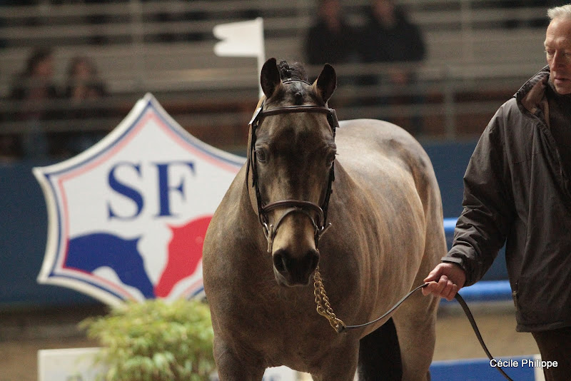 Poetic Justice SL (Co, né en 1988, par Ballydonagh Cassanova et Gloves Misty par Carna Bobby) : père de Poetic Girl et de Licia qui ont toutes deux pris part à un championnat d'Europe de CSO - ph. Cécile Philippe
