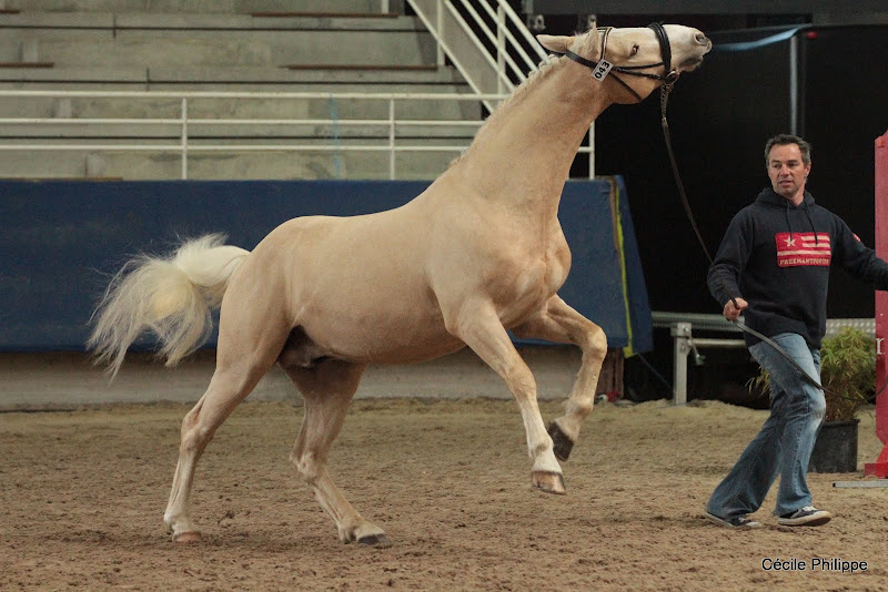 Popstar des Nouettes (Poney français de selle, né en 2003, par Naughty Van Graaf Janshof, Co et Fuchsine de Pale par Nicholas, Co) - ph. Cécile Philippe