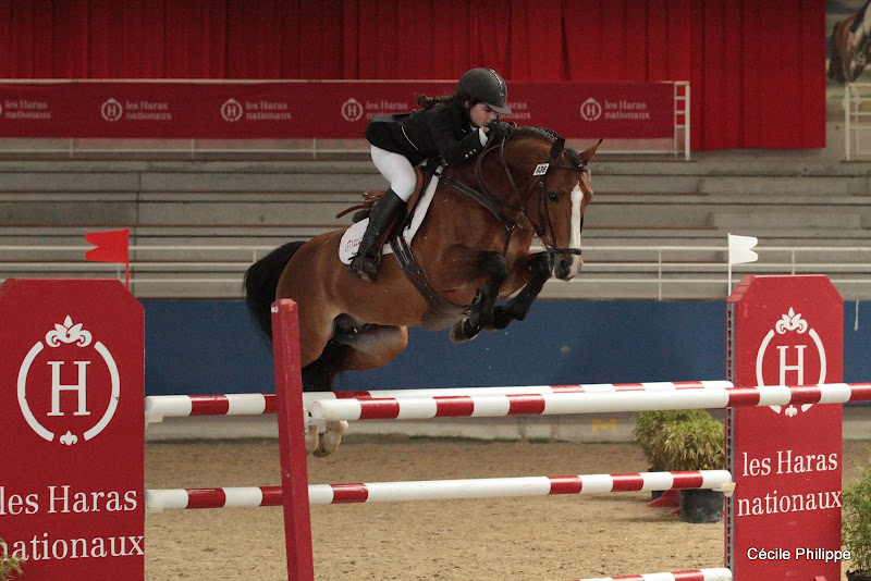 Quabar des Monceaux (Poney français de selle, né en 2004, par Nabor, Drp et Gina des Monceaux, Sf par Rosire) : débute en Grand Prix de CSO cette année - ph. Cécile Philippe