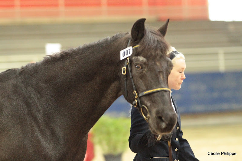 Rococo du Thuit (Co, né en 1983, par Cove Commander et Rosbeg Rosie par shindilla), vice-champion de France D Elite (finale tournante), il s’est ensuite imposé dans deux Grands Prix internationaux : Moulicent en 1998 et Madrid en 1999. Il a cette année 29 ans. - ph. Cécile Philippe