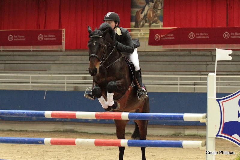 Safran Landai (Poney français de selle, né en 2006, par Jackson St Hymer et Nariska Landaise par Fareneit Herquetot) - ph. Cécile Philippe
