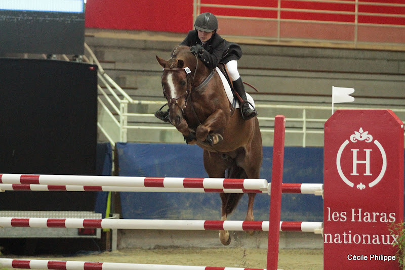Salam du Roc (Poney français de selle, né en 2006, par Linaro SL, Poet et Gold du Roc, Wd par Burton des Chouans) - ph. Cécile Philippe