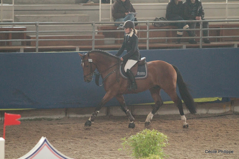 Syriac (Poney français de selle, né en 2006, par Machno Carwyn, Wd et Letizzia, Po par shining Starr Aristo, Poet) - ph. Cécile Philippe