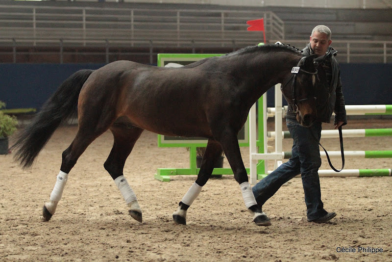 Teake it Easy SL (Origine étrangère poney, né en 1988, par Vita Nova's Hanassie, Wk et Kooihuster Ytsje, Poet par Burstye Orpheus) : le seul étalon à avoir jamais concouru aux championnats d’Europe a la fois en CSO et en dressage - ph. Cécile Philippe
