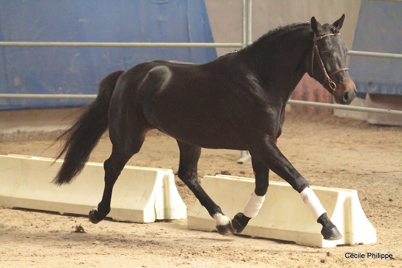 Usandro Tilia Derlenn (Welsh section k, né en 2008, par Sandro Boy, Old et Queen Sympatico Tilia, Po par Welcome Sympatico SL, Han) - ph. Cécile Philippe