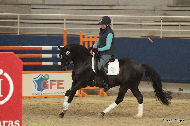 Viersen K (Origine étrangère poney, né en 1998, par Valido's Boy et Melsene par Brillant) : classé en B1-B2 dressage - ph. Cécile Philippe