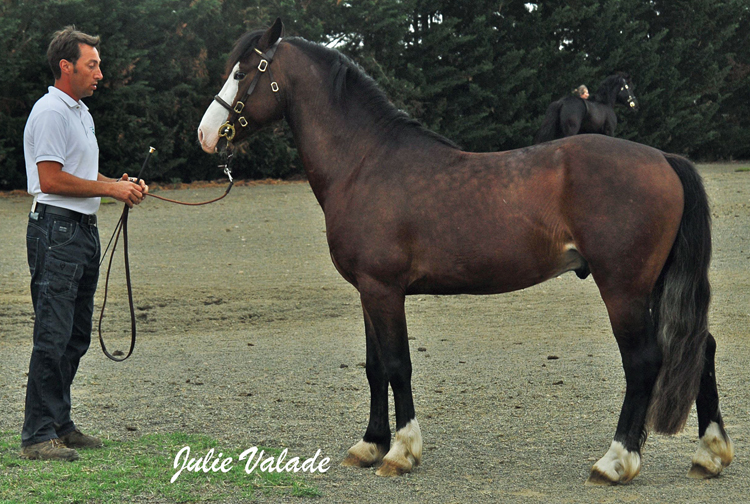 Cadifor Apache - ph. Julie Valade Cadifor Apache - ph. Julie Valade