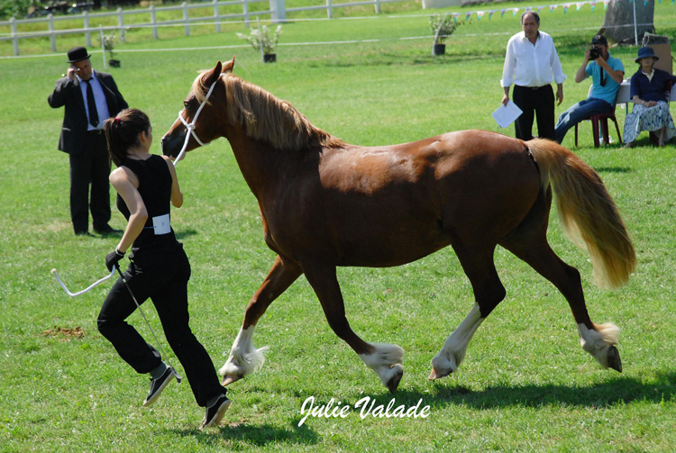 Cintra Southern Princess - ph. Julie Valade Cintra Southern Princess - ph. Julie Valade
