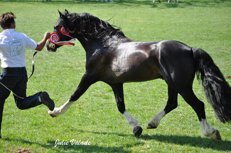 Glanteifi Cardi Comet - ph. Julie Valade Glanteifi Cardi Comet - ph. Julie Valade