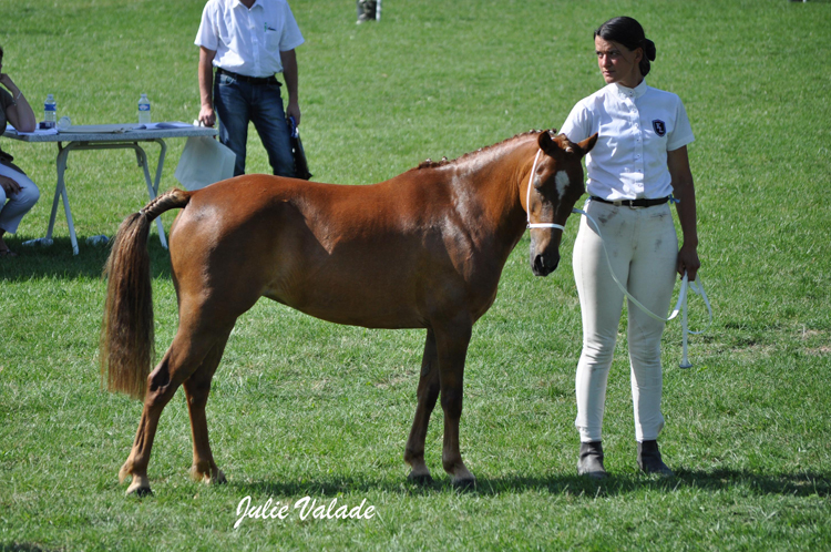 Réserve champion adulte Welsh K : Qualinéka d'Omonville - ph. Julie Valade Réserve champion adulte Welsh K : Qualinéka d'Omonville - ph. Julie Valade