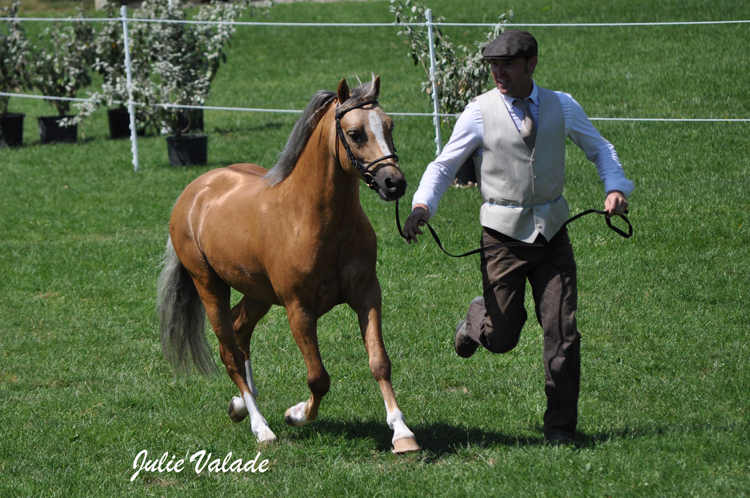 Twinsor des Bertaines - ph. Julie Valade Twinsor des Bertaines - ph. Julie Valade