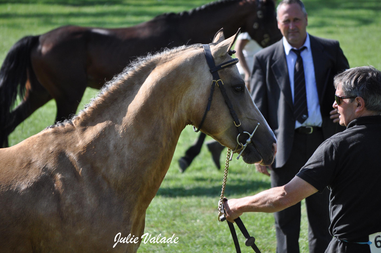 Champion adulte Welsh K : Un Prince d'Oréal - ph. Julie Valade Champion adulte Welsh K : Un Prince d'Oréal - ph. Julie Valade