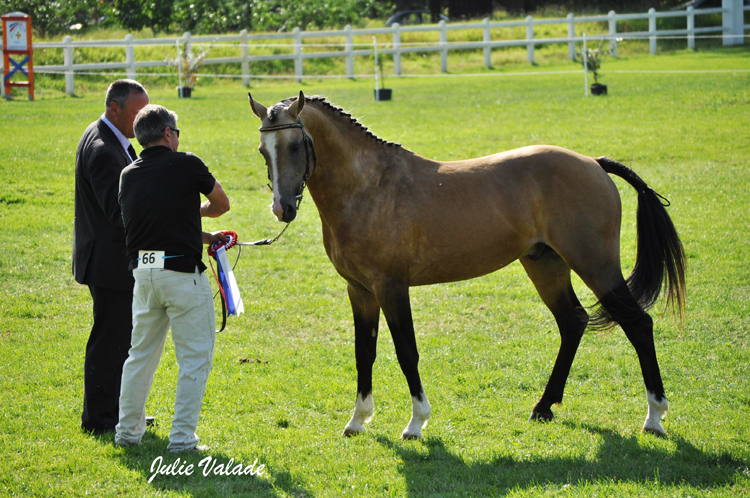 Champion Welsh K toutes catégories : Un Prince d'Oréal - ph. Julie Valade Champion Welsh K toutes catégories : Un Prince d'Oréal - ph. Julie Valade