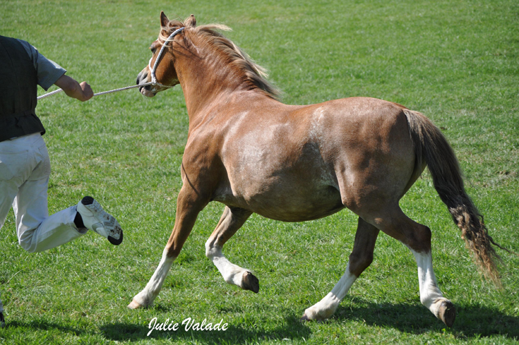 Champion adulte Welsh A : Cheyenne - ph. Julie Valade Champion adulte Welsh A : Cheyenne - ph. Julie Valade