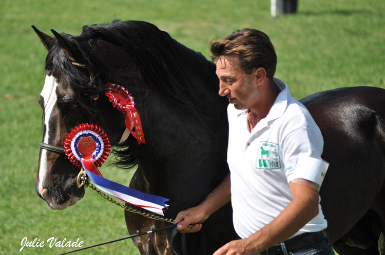 Champion Adulte Welsh D : Glanteifi Cardi Comet - ph. Julie Valade Champion Adulte Welsh D : Glanteifi Cardi Comet - ph. Julie Valade
