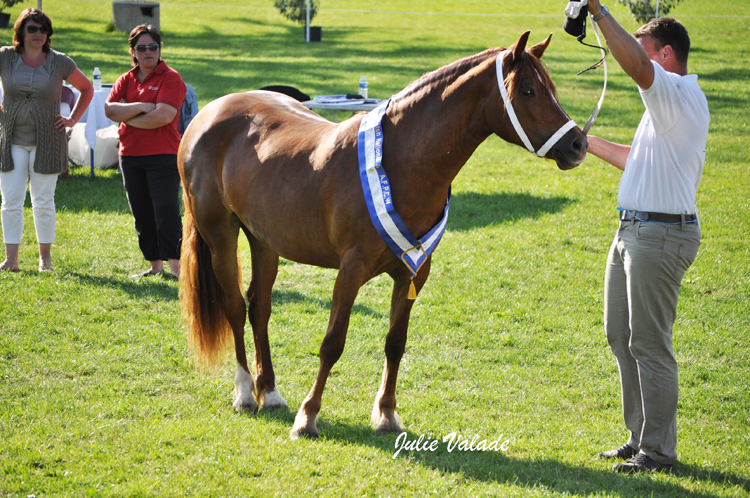 Réserve champion suprême : Crugybar Tarra Megan Mai - ph. Julie Valade Réserve champion suprême : Crugybar Tarra Megan Mai - ph. Julie Valade