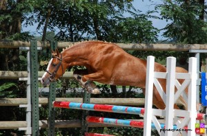 Ulk d'Ete, recordpony absolu des saillies en 2012 ! - ph. Camille Kirmann