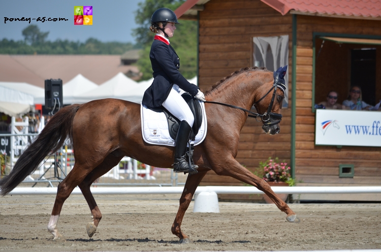 étalon dressage poney