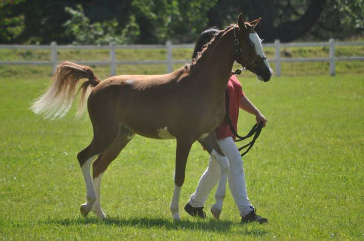 Cyclone de Florilène - ph. Haras de Cazals Cyclone de Florilène - ph. Haras de Cazals