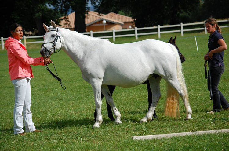 Jolie de la Noe - ph. Haras de Cazals Jolie de la Noe - ph. Haras de Cazals