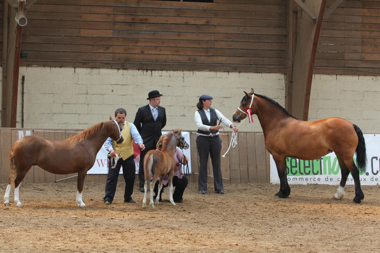 Adult Championship, Voermanhof Mari and Trefforest Welsh Model - Ph. M. Hindié Adult Championship, Voermanhof Mari and Trefforest Welsh Model - Ph. M. Hindié