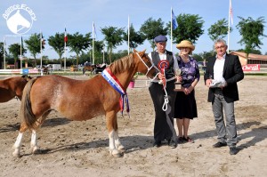 Cheyenne, championne suprême Welsh 2013 après son titre en 2012 - ph. Agence Ecary