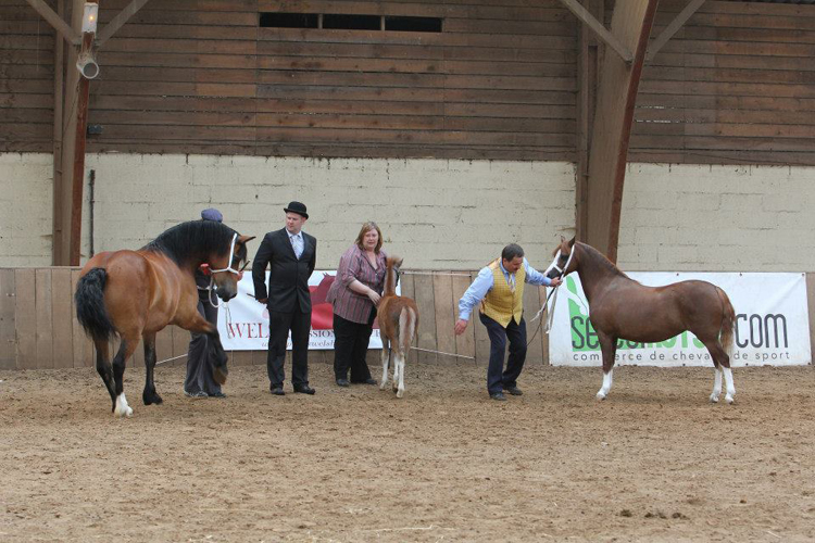 Supreme Championship, Trefforest Welsh Model and Voermanhof Mari - Ph. M. Hindié
