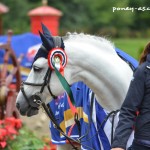 L'étalon Rexter d'Or et Emeline, la groom (émue !) de Victoria - ph. Camille Kirmann