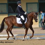 Ugo Boss de la Lande (Pfs, par Opplala St Hymer), 4e et Excellent sous la selle de Myriam Kusters - ph. Pauline Bernuchon